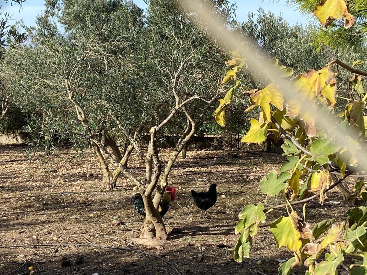 Cortijo Rural Barranco La Higuera Aguamarga 7 Villa Almería Exteriör bild